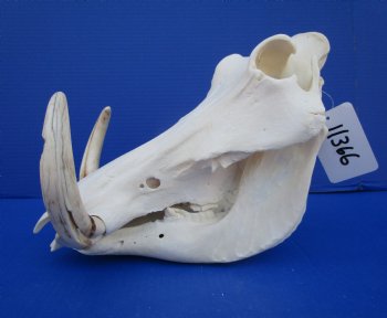 11-1/2 inches African Warthog Skull with 8 and 8-1/2 inches Tusks for $159.99