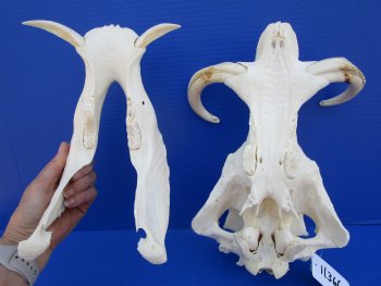 11-1/2 inches African Warthog Skull with 8 and 8-1/2 inches Tusks for $159.99