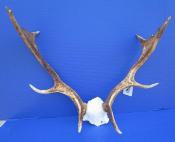 21-3/4 inches wide Fallow Deer Antlers on Skull Plate for $79.99