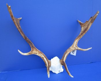 21-3/4 inches wide Fallow Deer Antlers on Skull Plate for $79.99