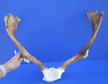 21-3/4 inches wide Fallow Deer Antlers on Skull Plate for $79.99