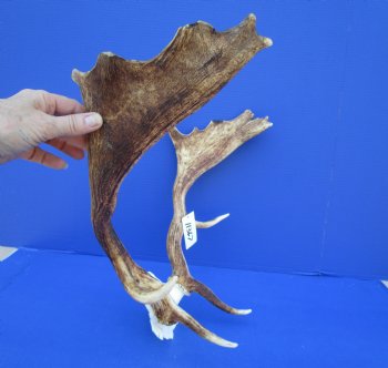 21-3/4 inches wide Fallow Deer Antlers on Skull Plate for $79.99