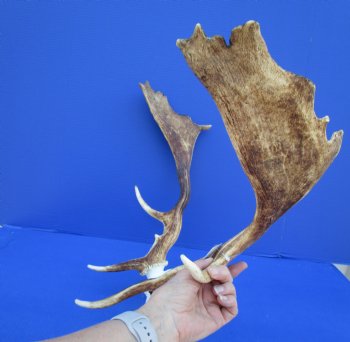 21-3/4 inches wide Fallow Deer Antlers on Skull Plate for $79.99