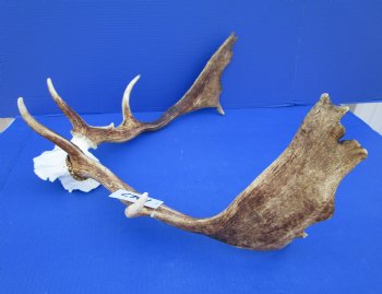 21-3/4 inches wide Fallow Deer Antlers on Skull Plate for $79.99