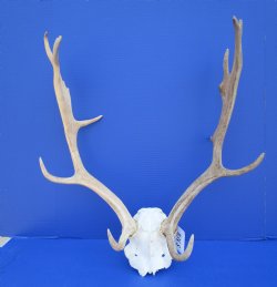 Fallow Deer Skull 