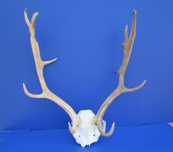 20-1/4 inches wide Fallow Deer Antlers on Skull Plate for $79.99