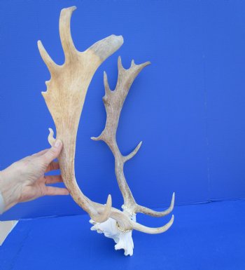 20-1/4 inches wide Fallow Deer Antlers on Skull Plate for $79.99