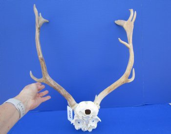 20-1/4 inches wide Fallow Deer Antlers on Skull Plate for $79.99