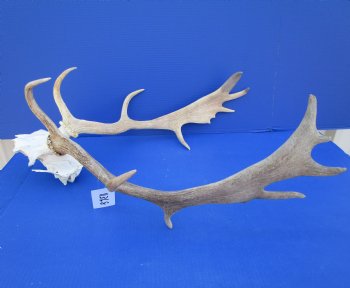 20-1/4 inches wide Fallow Deer Antlers on Skull Plate for $79.99