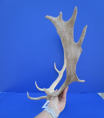 20-1/4 inches wide Fallow Deer Antlers on Skull Plate for $79.99