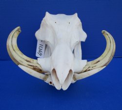 12 inches African Warthog Skull with 7-1/2 to 7-3/4 inches Tusks for $149.99