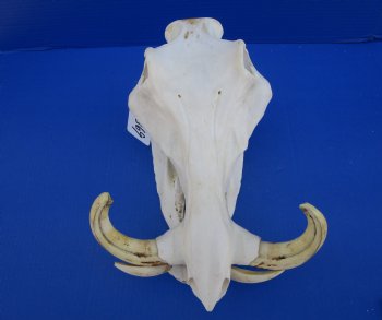 12 inches African Warthog Skull with 7-1/2 to 7-3/4 inches Tusks for $149.99