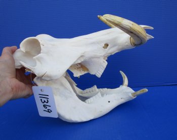 12 inches African Warthog Skull with 7-1/2 to 7-3/4 inches Tusks for $149.99