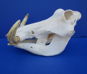 12 inches African Warthog Skull with 7-1/2 to 7-3/4 inches Tusks for $149.99