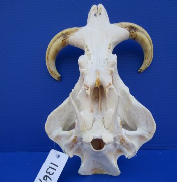 12 inches African Warthog Skull with 7-1/2 to 7-3/4 inches Tusks for $149.99