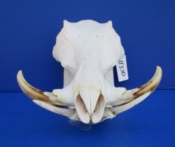 13-3/4 inches African Warthog Skull with 6-1/2 and 6-3/4 inches Tusks <font color=red> Grade A </font> for $149.99