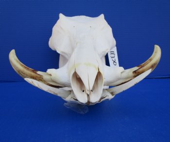 13-3/4 inches African Warthog Skull with 6-1/2 and 6-3/4 inches Tusks <font color=red> Grade A </font> for $149.99