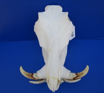 13-3/4 inches African Warthog Skull with 6-1/2 and 6-3/4 inches Tusks <font color=red> Grade A </font> for $149.99