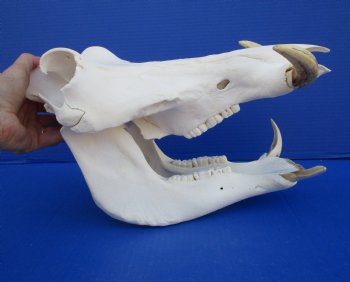 13-3/4 inches African Warthog Skull with 6-1/2 and 6-3/4 inches Tusks <font color=red> Grade A </font> for $149.99