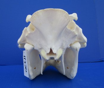 13-3/4 inches African Warthog Skull with 6-1/2 and 6-3/4 inches Tusks <font color=red> Grade A </font> for $149.99