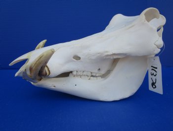 13-3/4 inches African Warthog Skull with 6-1/2 and 6-3/4 inches Tusks <font color=red> Grade A </font> for $149.99