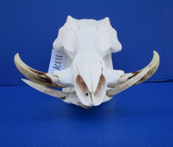 13-3/4 inches African Warthog Skull for Sale with 6-1/2 and 6-3/4 inches Tusks for $144.99