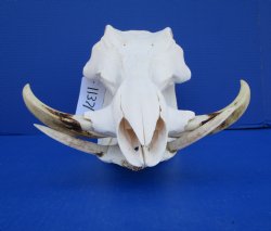 13-3/4 inches African Warthog Skull for Sale with 6-1/2 and 6-3/4 inches Tusks for $144.99