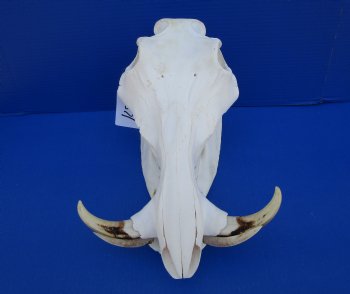 13-3/4 inches African Warthog Skull for Sale with 6-1/2 and 6-3/4 inches Tusks for $144.99