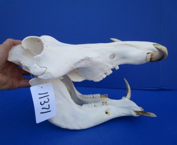 13-3/4 inches African Warthog Skull for Sale with 6-1/2 and 6-3/4 inches Tusks for $144.99