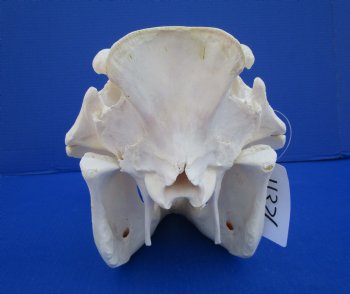 13-3/4 inches African Warthog Skull for Sale with 6-1/2 and 6-3/4 inches Tusks for $144.99