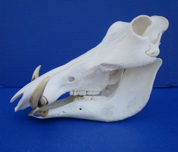 13-3/4 inches African Warthog Skull for Sale with 6-1/2 and 6-3/4 inches Tusks for $144.99