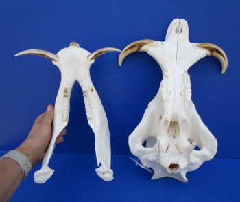 13-3/4 inches African Warthog Skull for Sale with 6-1/2 and 6-3/4 inches Tusks for $144.99