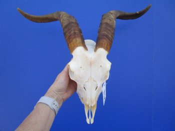 South African Angora Goat Skull with 17 inches Horns <FONT COLOR=RED> Good Quality</font> for $114.99