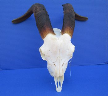 South African Angora Goat Skull with 17 inches Horns <FONT COLOR=RED> Good Quality</font> for $114.99