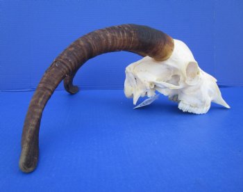 South African Angora Goat Skull with 17 inches Horns <FONT COLOR=RED> Good Quality</font> for $114.99