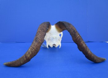 South African Angora Goat Skull with 17 inches Horns <FONT COLOR=RED> Good Quality</font> for $114.99