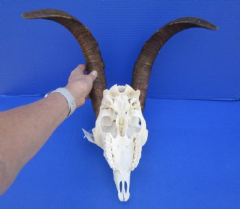 South African Angora Goat Skull with 17 inches Horns <FONT COLOR=RED> Good Quality</font> for $114.99