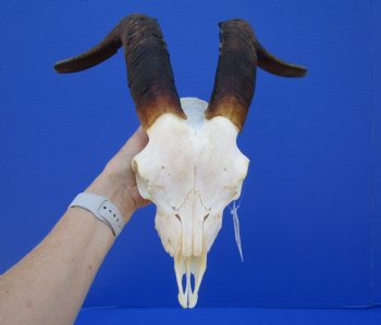 South African Angora Goat Skull with 17 inches Horns <FONT COLOR=RED> Good Quality</font> for $114.99