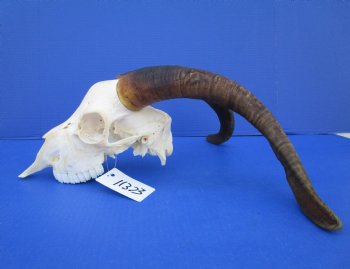 South African Angora Goat Skull with 17 inches Horns <FONT COLOR=RED> Good Quality</font> for $114.99