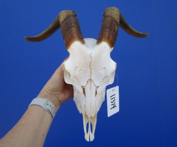 South African Angora Goat Skull with 16-1/2 inches Horns <FONT COLOR=RED> Good Quality</font> for $114.99