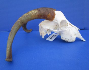 South African Angora Goat Skull with 16-1/2 inches Horns <FONT COLOR=RED> Good Quality</font> for $114.99