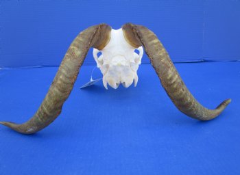 South African Angora Goat Skull with 16-1/2 inches Horns <FONT COLOR=RED> Good Quality</font> for $114.99