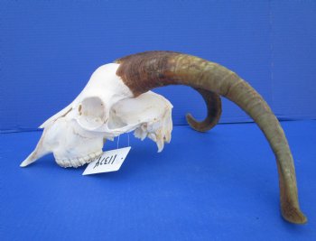 South African Angora Goat Skull with 16-1/2 inches Horns <FONT COLOR=RED> Good Quality</font> for $114.99