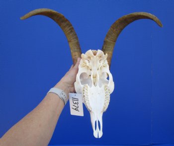 South African Angora Goat Skull with 16-1/2 inches Horns <FONT COLOR=RED> Good Quality</font> for $114.99