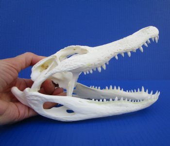 8-7/8 inches Authentic Florida Alligator Skull for $69.99