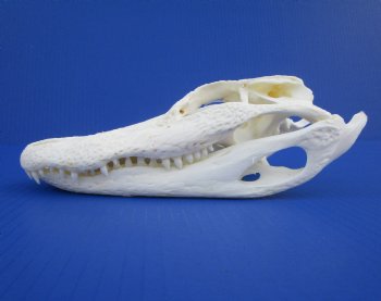 8-7/8 inches Authentic Florida Alligator Skull for $69.99