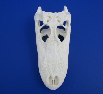 8-7/8 inches Authentic Florida Alligator Skull for $69.99