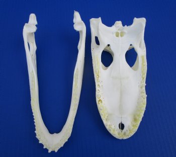 8-7/8 inches Authentic Florida Alligator Skull for $69.99