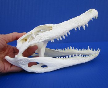 9-1/2 inches Florida Alligator Skull for $74.99