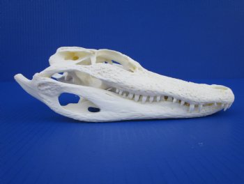 9-1/2 inches Florida Alligator Skull for $74.99